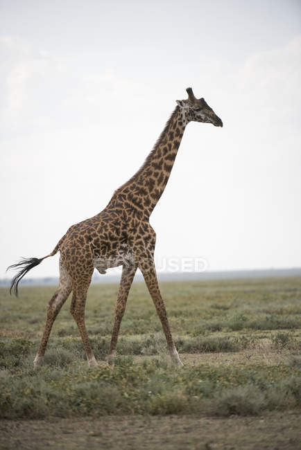 Grande macho jirafa masai - foto de stock