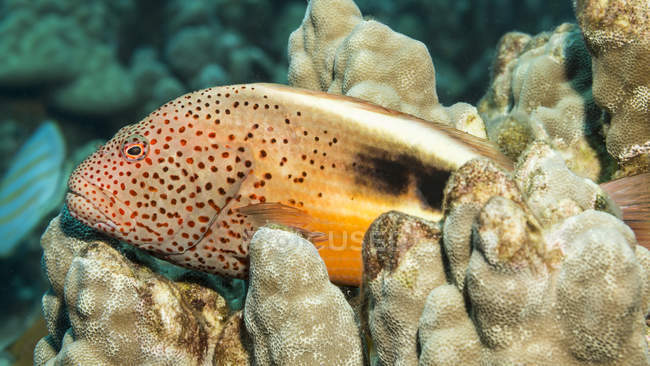 Closeup view of yellow Paracirrhites forsteri swimming underwater near corals — Stock Photo