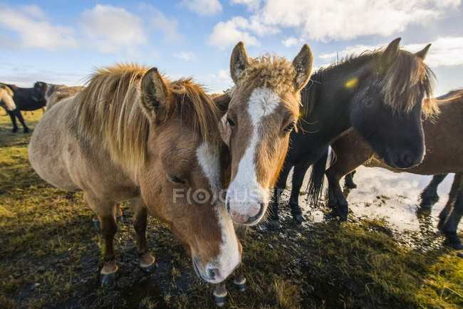 Caballos islandeses en tierra - foto de stock