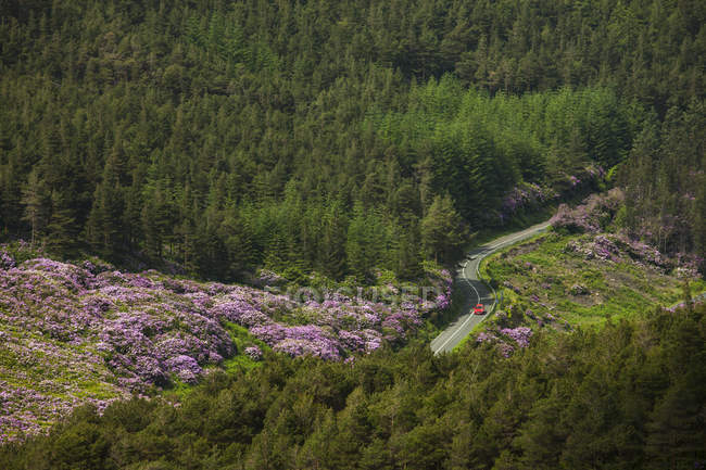Conducir por el bosque a través de las montañas Knockmealdown - foto de stock