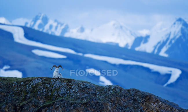 Dall Sheep descansando no topo — Fotografia de Stock