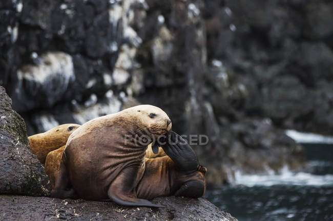 Leão-do-mar Steller — Fotografia de Stock