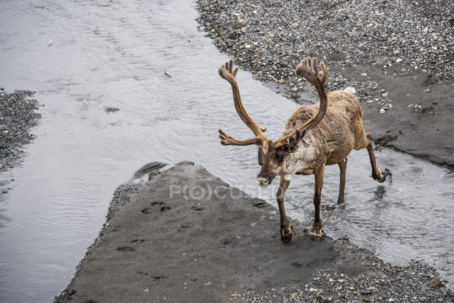 Bull caribou on river water — Stock Photo