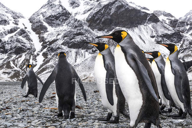 Rey pingüinos caminando en la playa - foto de stock