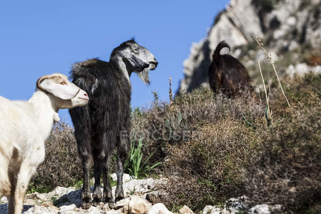 Goats standing on hillside — Stock Photo