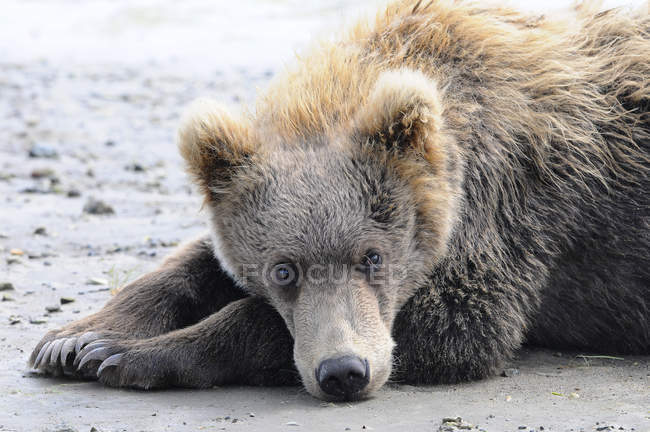 Urso marrom coloca na areia — Fotografia de Stock