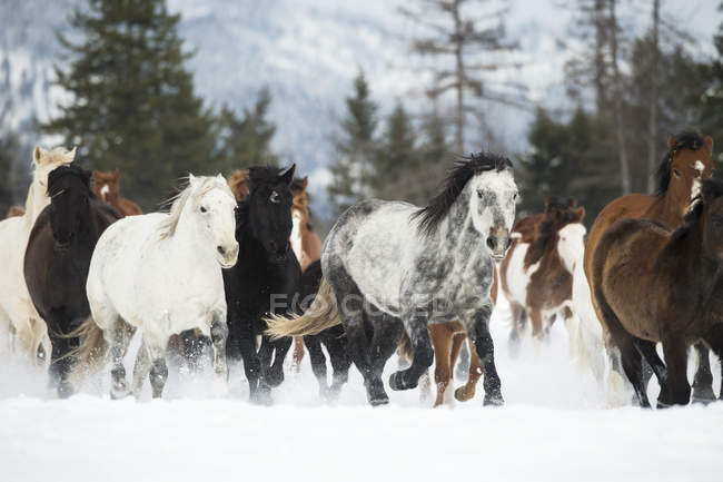 Horses running in snow — Stock Photo