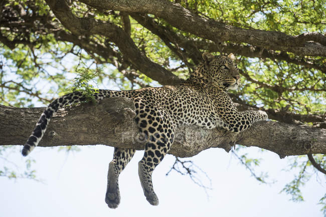 Леопард розкиданий на дереві — стокове фото