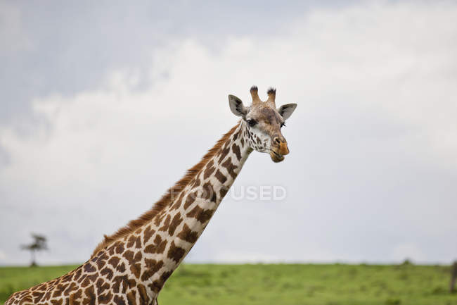 Жираф стоїть на зеленій траві — стокове фото