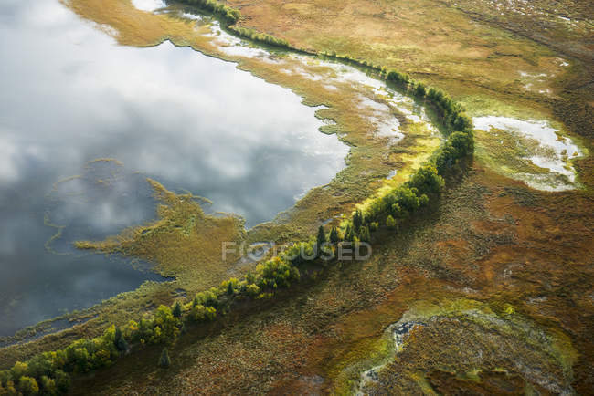 Aerial of wall of trees — Stock Photo