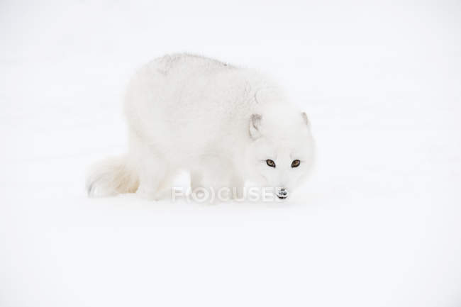 Raposa ártica andando na neve — Fotografia de Stock