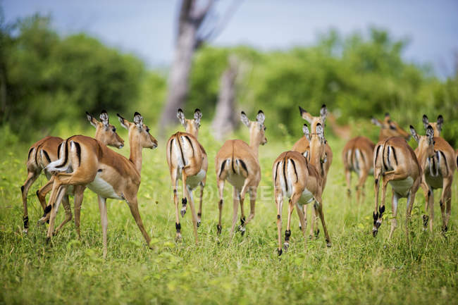 Impala courir sur l'herbe — Photo de stock