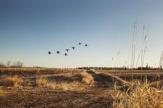 Flock of birds fly over farm — Stock Photo