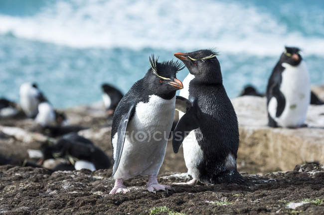 Pingouins Rockhopper sur le rivage — Photo de stock