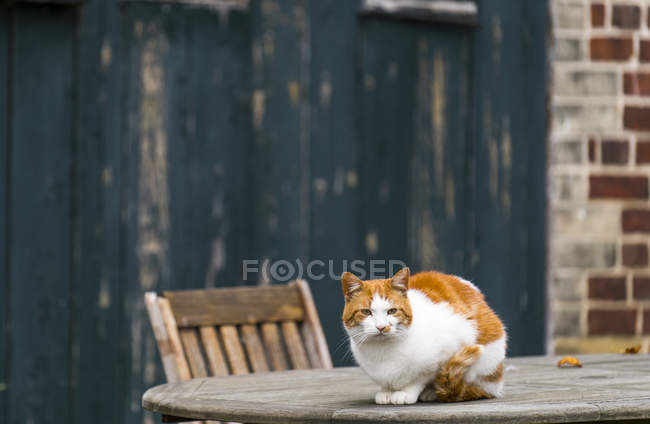 Gato se sienta en la mesa de madera - foto de stock