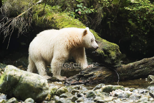 Ловля медведя на реке — стоковое фото