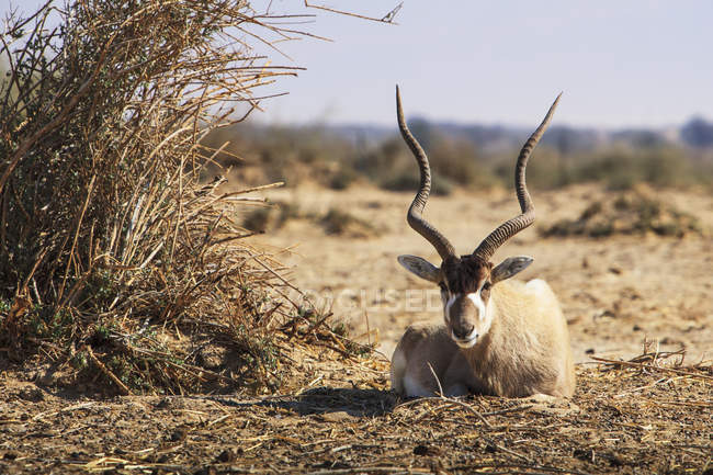 Goat sitting against bush — Stock Photo
