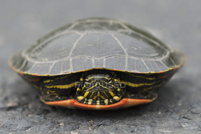 Schildkröte versteckt sich im Panzer — Stockfoto