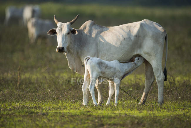 Khillari cow nursing calf — Stock Photo