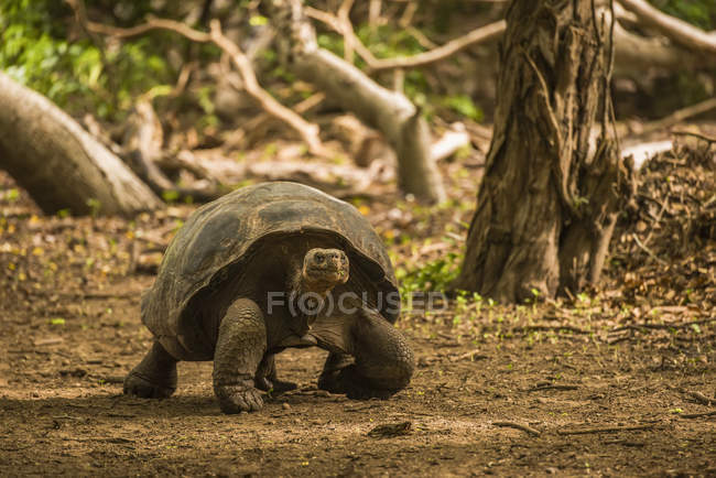Galápagos tortuga gigante - foto de stock