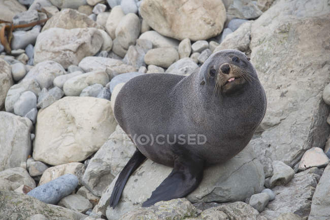 Fur seal with tongue protruding — Stock Photo