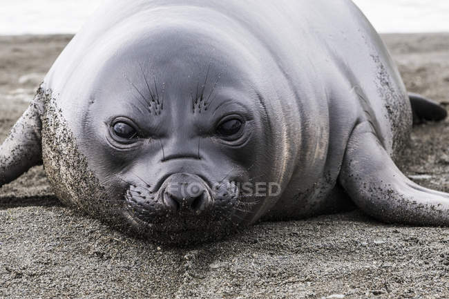 Elephant seal pup — Stock Photo