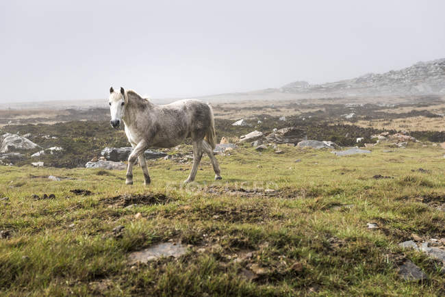 Дикая белая лошадь — стоковое фото