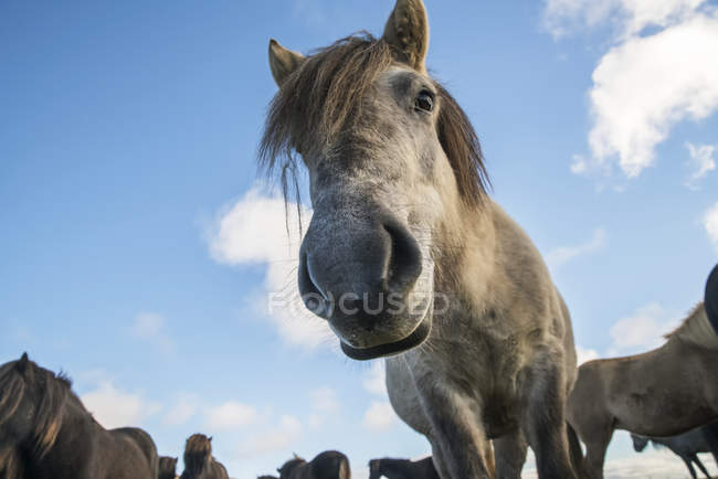 Ісландський коней, дивлячись — стокове фото
