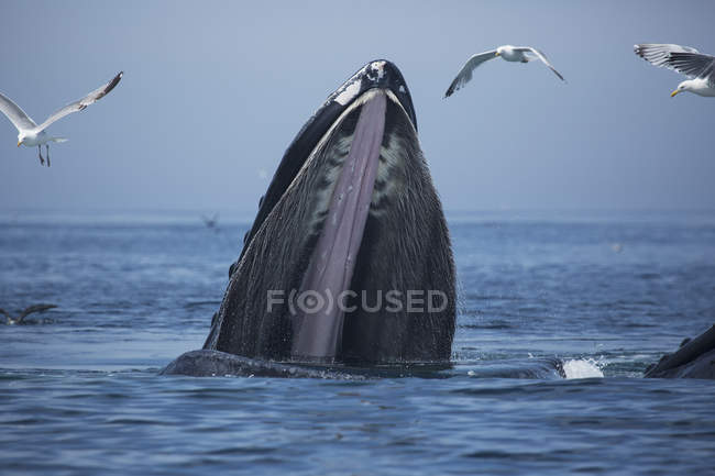 Горбатый кит в воде — стоковое фото