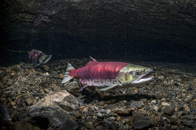 Sockeye Salmon uses anal fin — Stock Photo