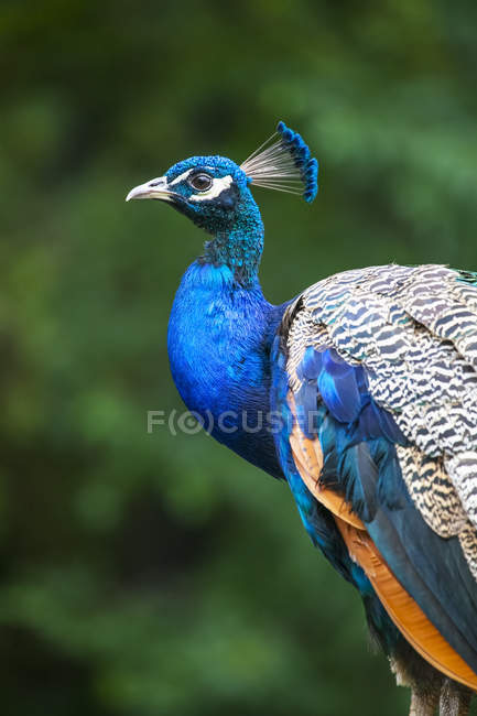 Male Indian peacock — Stock Photo