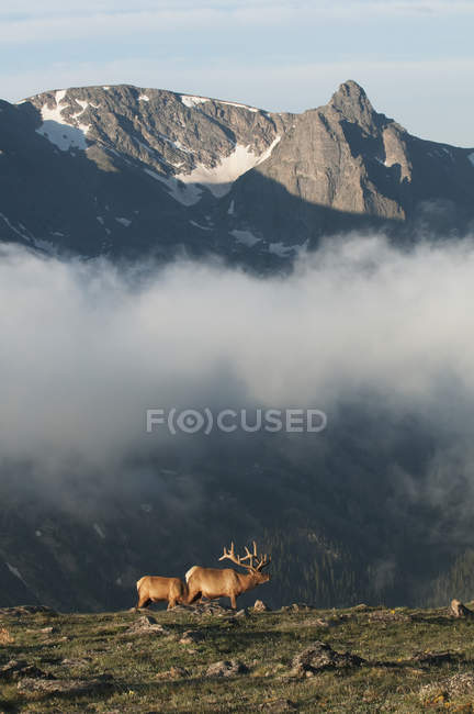 Pair of bull elk — Stock Photo