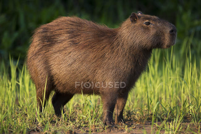 Capybara de pie en la hierba - foto de stock