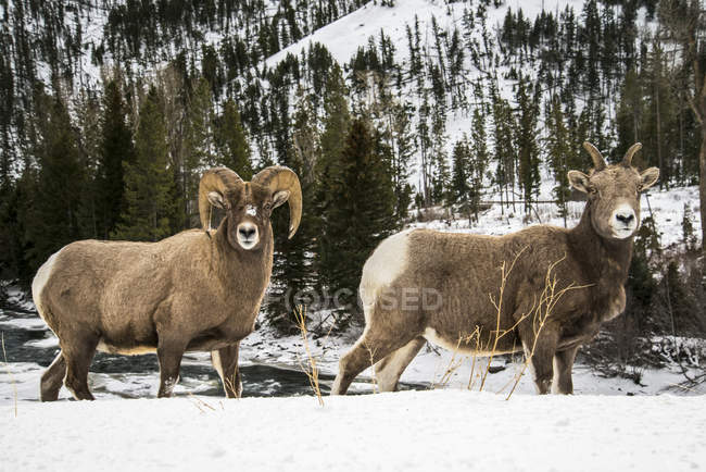 Bighorn ram and ewe — Stock Photo