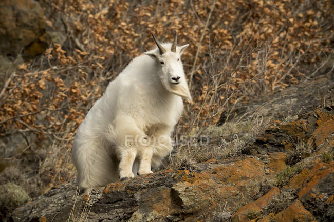 Mountain goat standing — Stock Photo