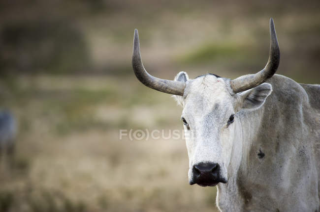 Bozal de ganado nguni en la granja contra el fondo borroso - foto de stock