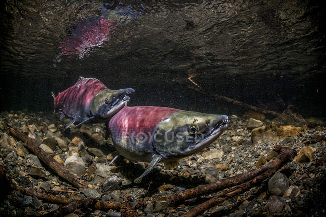 Нерестящаяся пара лосося — стоковое фото