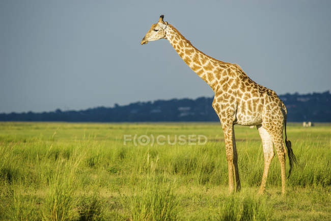 Жираф стоит на зеленой траве — стоковое фото