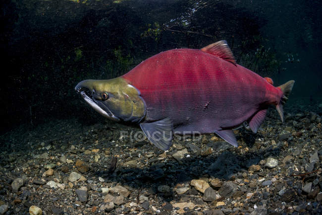 Зрелый лосось сокей — стоковое фото
