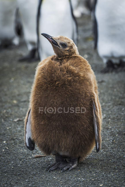 Eichenjunge Königspinguin — Stockfoto