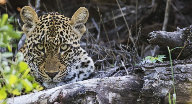 Leopardo mirando a la cámara - foto de stock