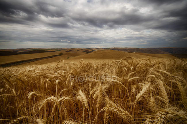 Golden wheat fields — Stock Photo
