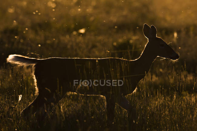 Мул олень на закате — стоковое фото