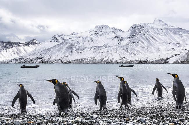Colonia de pingüinos rey en la playa - foto de stock