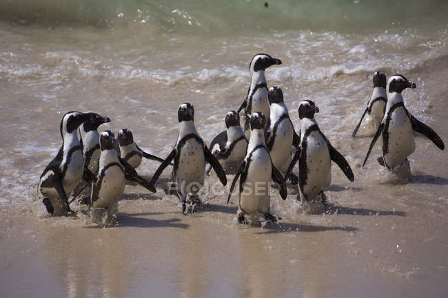 Pingüinos africanos de pie - foto de stock