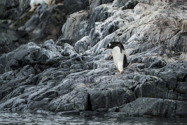 Pingüino Gentoo de pie - foto de stock