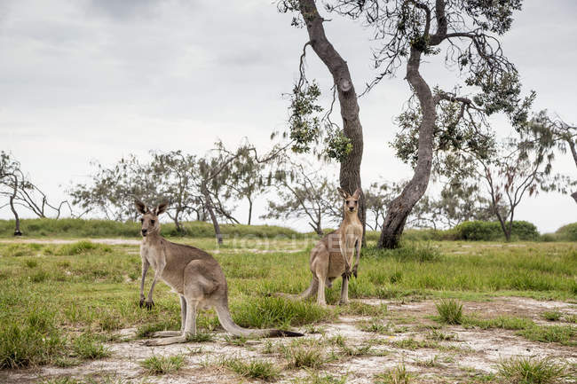 Кенгуру стоят на поле — стоковое фото