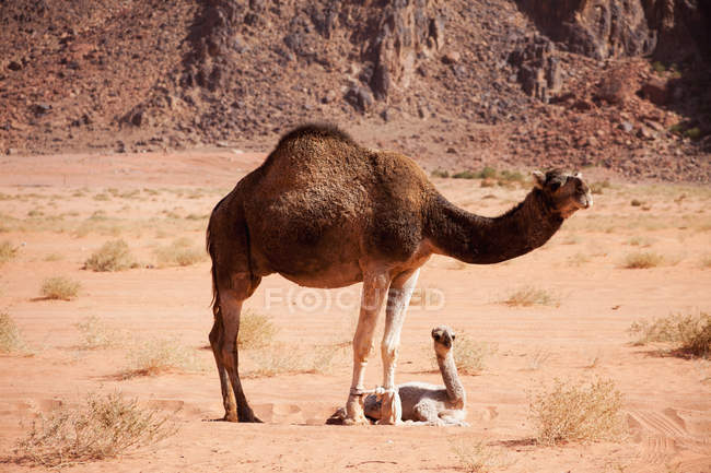 Bébé chameau et mère — Photo de stock