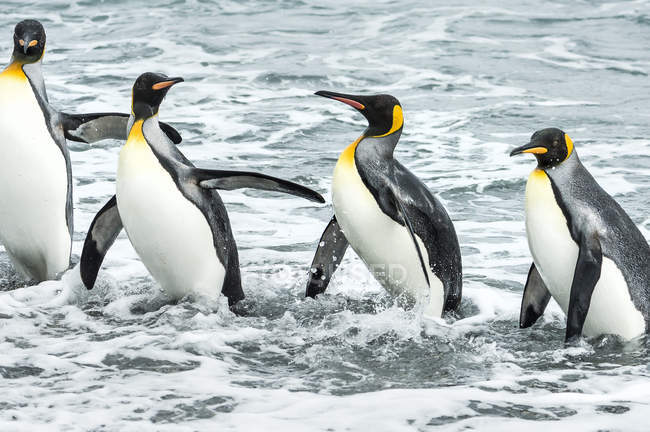 King penguins playing — Stock Photo