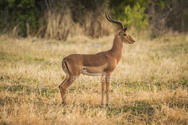 Male impala stands in bush — Stock Photo